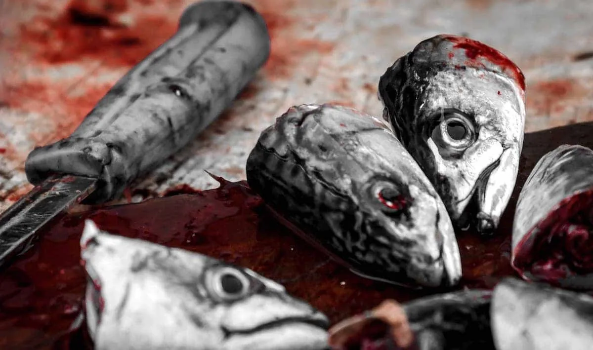 Que podemos hacer con las raspas y cabezas del pescado